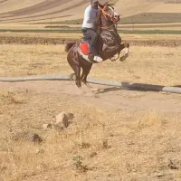 اسب کاسیت لر سر و دم گیر اسم کولاک