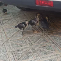 جوجه لاری اصیل|حیوانات مزرعه|هشتگرد, هشتگرد قدیم|دیوار