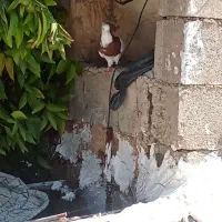 کبوتر طوق قرمز|پرنده|دوگنبدان, |دیوار