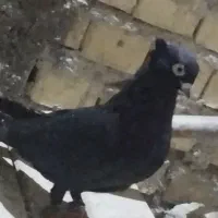 تعدادی پرنده برا فروش