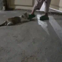 واگذاری ی بچه گربه بزرگ شده