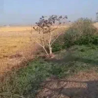 فروش زمین گشاورزی