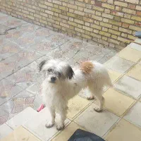 واگذاری سگ شیتزو پیدا شده