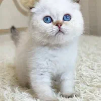 گربه اسکاتیش سفید