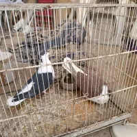 ساده افغانی کاکلی عتیقه