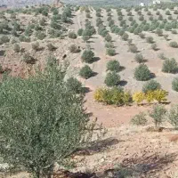 پا جوش نهال اصلاح شده زیتون 11مدل زیتون