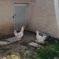 یک جفت مرغ و خروس گلین پنگوئنی