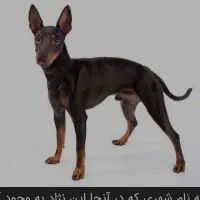 دوتا توله 5ماهه گم شده