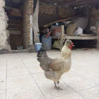 مرغ محلی کاکلی زیره ای تخم گذار