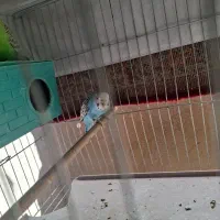 مرغ عشق|پرنده|شیراز, لب آب|دیوار