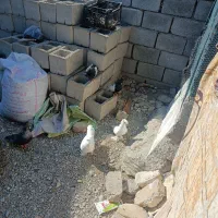 کبوتر فروشی کهنوک