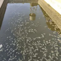 ماهی قرمز