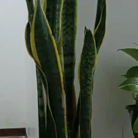 گل سانسوریا