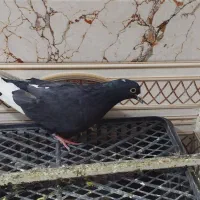 کفتر مینا|پرنده|زاهدان, |دیوار