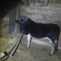 گاو با گوساله ماده|حیوانات مزرعه|صومعهسرا, |دیوار