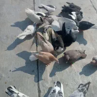 یک دسته کفتر برای یک بوم|پرنده|الوند, |دیوار