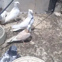 کبوتر