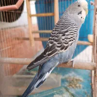 مرغ عشق ماده زیبا