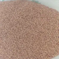 گندم بذری باران درجه یک