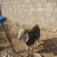 کهره|حیوانات مزرعه|بوشکان, |دیوار