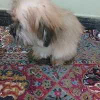 شیتزوتریر(فول کیفیت)|سگ|قزوین, |دیوار