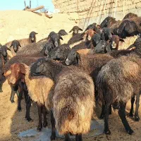 فروش گوسفند بومی