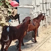 دوتا گوسفند نر و ماده دوقلو