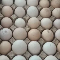 تخم مرغ محلی|خوردنی و آشامیدنی|یزد, |دیوار