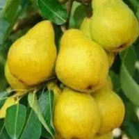 نهال میوه درشت ولیبل دار باقیمت باورنکردنی رسید