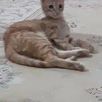 گربه گم شده|حیوانات|پرند, فاز ۵|دیوار