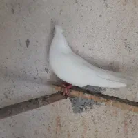 کبوتر بوشهری