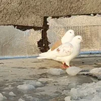 کبوتر|پرنده|بومهن, |دیوار