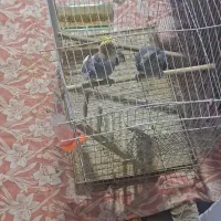 عروس هلندی|پرنده|خرمشهر, |دیوار