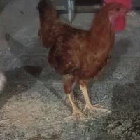 فروش یا معاوضه خروس