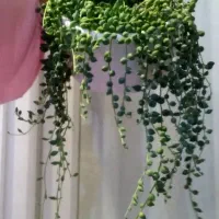 گلهای طبیعی برای فروش یا معاوضه