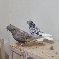 چند جفت دم سفید|پرنده|رامهرمز, |دیوار