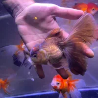 گلدفیش مولد گرید بالا|ماهی|تهران, صادقیه|دیوار