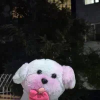 عروسک سگ  ابرنگی نو