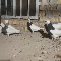 کفتر طوقی بیضا|پرنده|شیراز, گویم|دیوار