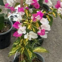 کاغذی تری کالر ابلغ کلکسیونی