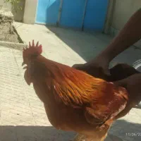 یک خروس گلپایگانی