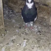 نر ابلغ سیاه واکسی تخته دم