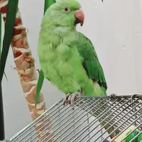 پرنده طوطی ملنگو