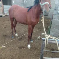 مادیان|اسب و تجهیزات اسب‌سواری|قم, جاده معدن|دیوار