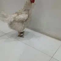 مرغ تخم گذار