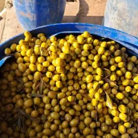 زیتون کلی و جزیی