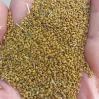 بذریونجه۴۲۰هزار