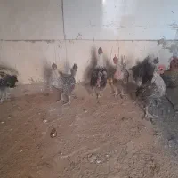 مرغ وخروس براکل|حیوانات مزرعه|بیرجند, |دیوار