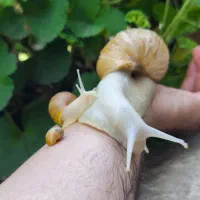 حلزون پرورشی