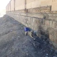 توله سگه سرابی ۶ماهه ماده معاوضه هم دارم|سگ|دره شهر, |دیوار